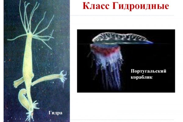 Kraken зеркало даркнет